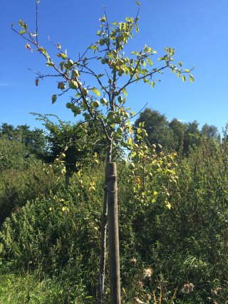 die ersten Bäume tragen bereits Früchte wie hier der Wildapfel - Malus sylvestris